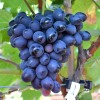 BOGATYR bare-root grafted table grapevine