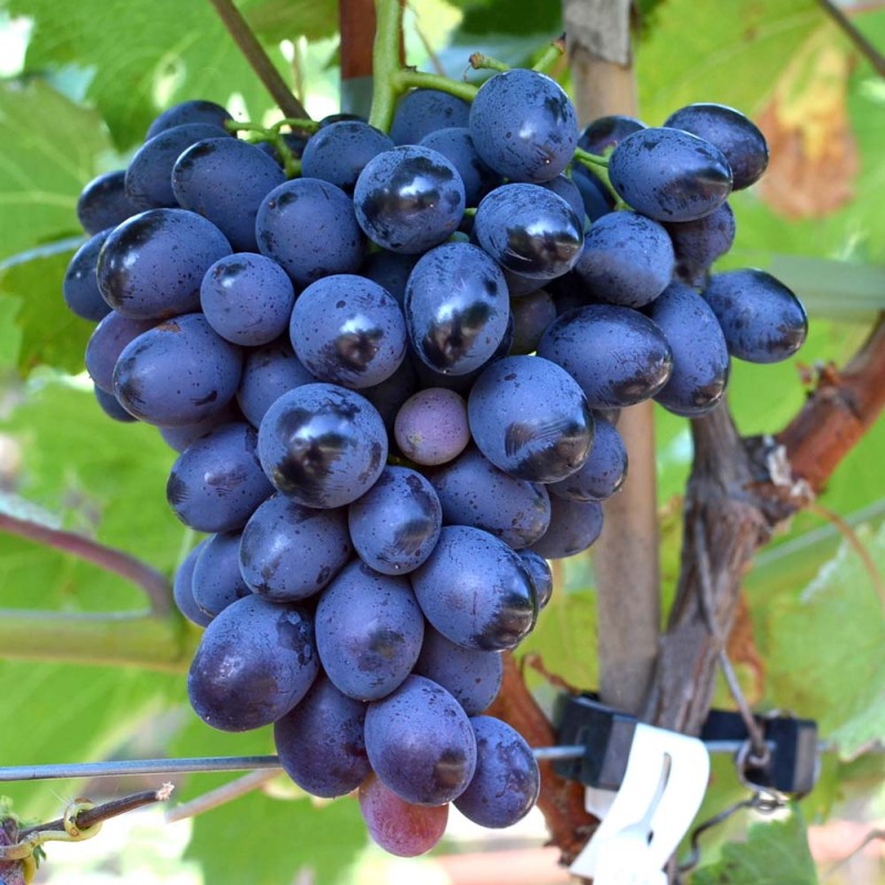 BOGATYR bare-root grafted table grapevine