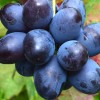 BOGATYR bare-root grafted table grapevine