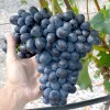 CHARLIE container grown grape vine