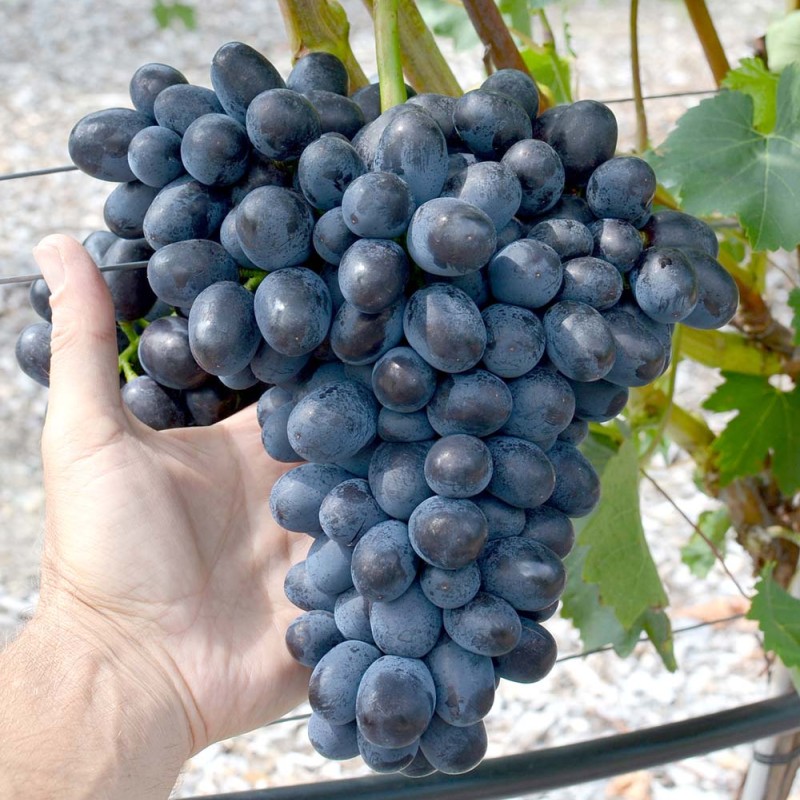CHARLIE container grown grape vine