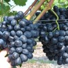 CHARLIE container grown grape vine
