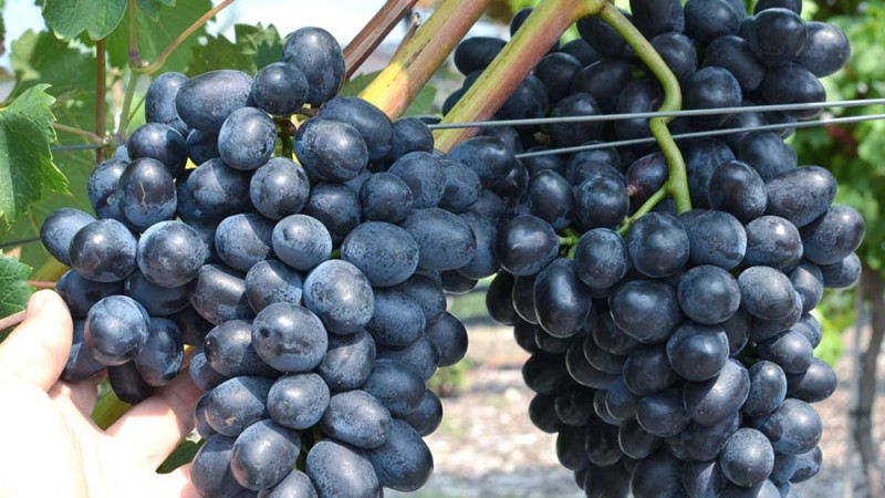 Posudzovanie odolnosti viniča Posudzovanie odolnosti viniča