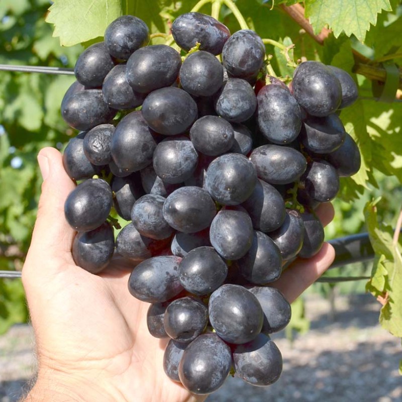 CHERNY KHRUSTAL bare-root grafted table grapevine