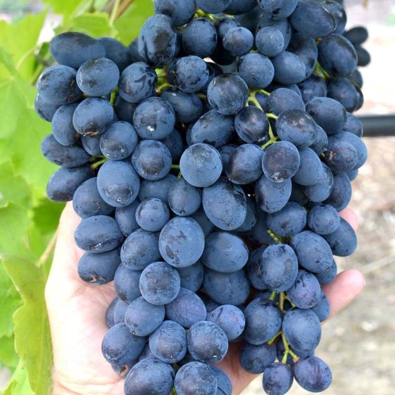 GERCOG Table Grape Vine