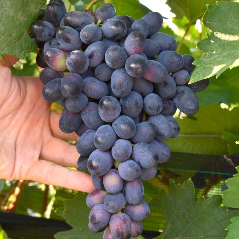 KOSTYA Table Grape Vine