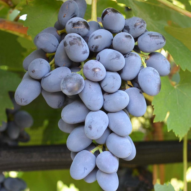 KUBAN Table Grape Vine