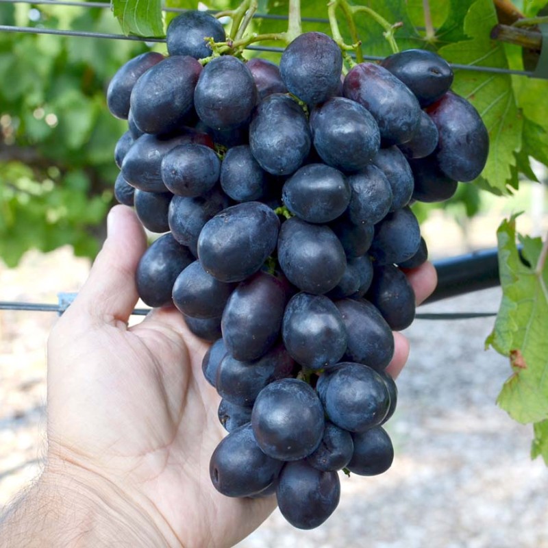 MATADOR bare-root grafted table grapevine