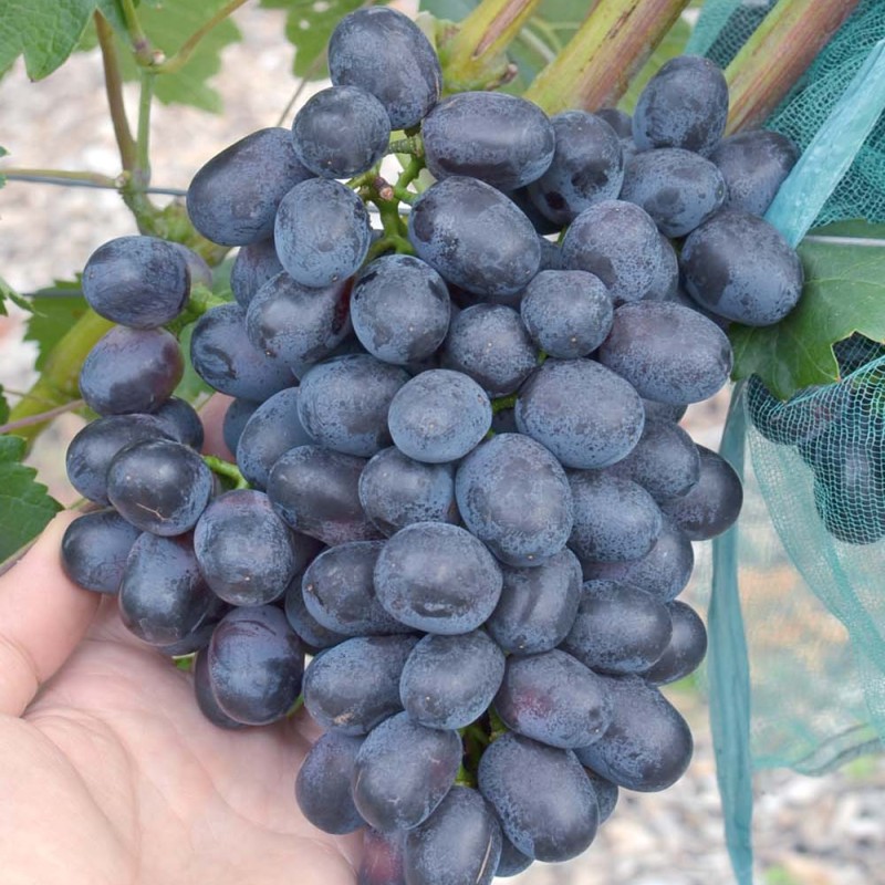 RISHELIE Table Grape Vine