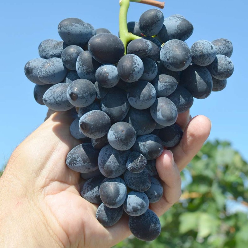 ŠARLOTA kontajnerovaný vinič