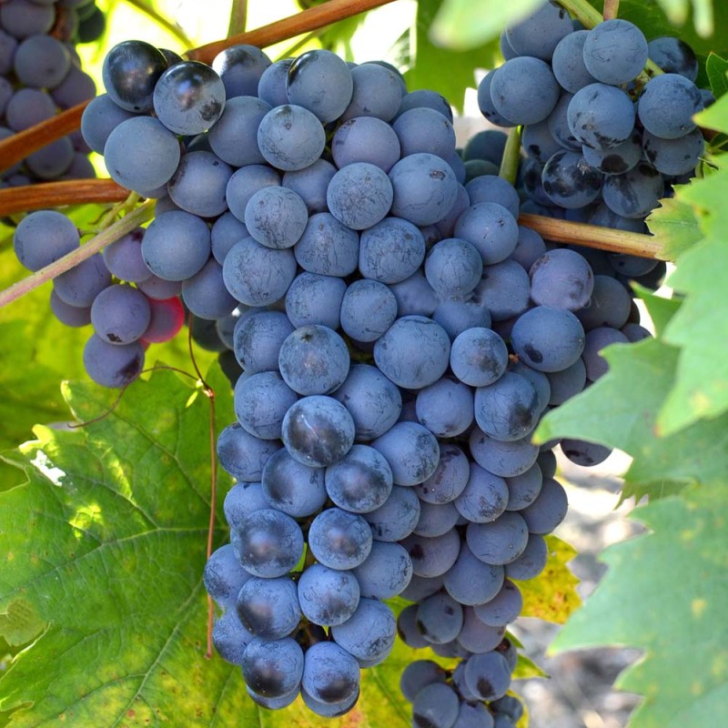VINTINTO