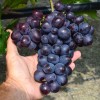AYUTA bare-root grafted table grapevine