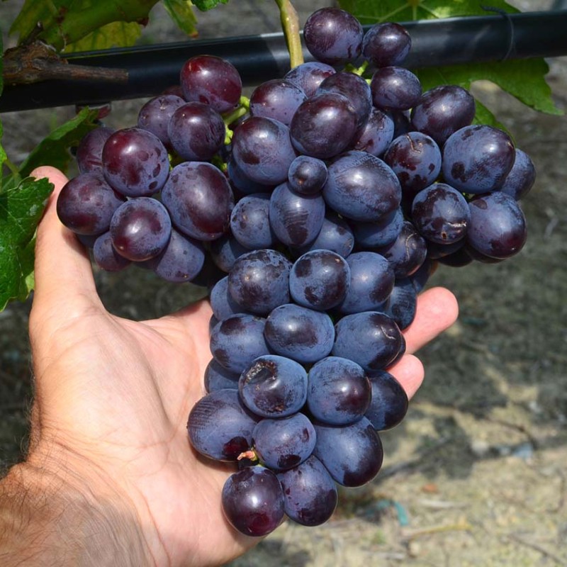 AYUTA bare-root grafted table grapevine