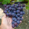 AYUTA bare-root grafted table grapevine