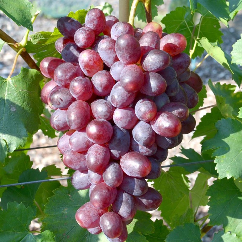 ANDRJUŠA prostokorenný štepený vinič