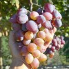 ATAMAN container grown grape vine