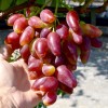 DUBOVSKIJ ROZOVYJ prostokorenný štepený vinič