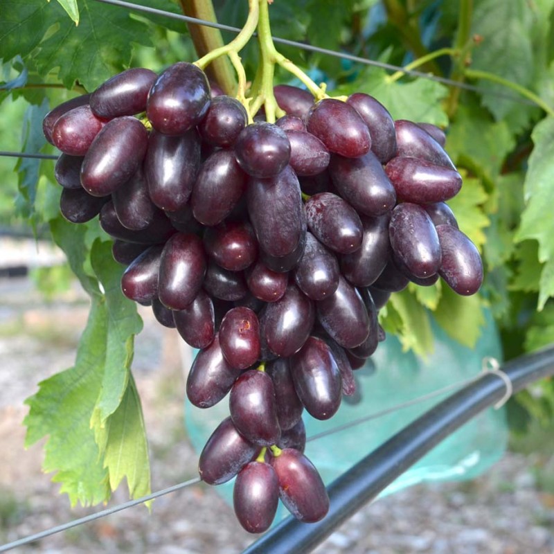 GIOVANNI container grown grape vine