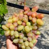 JUBILEJ NOVOČERKASKA kontajnerovaný vinič
