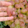JUBILEJ NOVOČERKASKA kontajnerovaný vinič