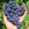 KARDINAL USTOYCHIVY Table Grape Vine