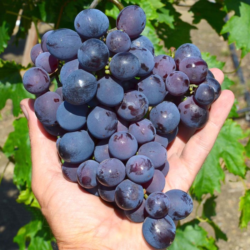 KARDINAL USTOYCHIVY Table Grape Vine