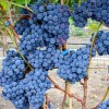 KARDINAL USTOYCHIVY Table Grape Vine