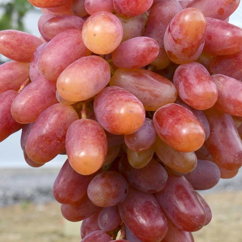 KLEOPATRA prostokorenný štepený vinič