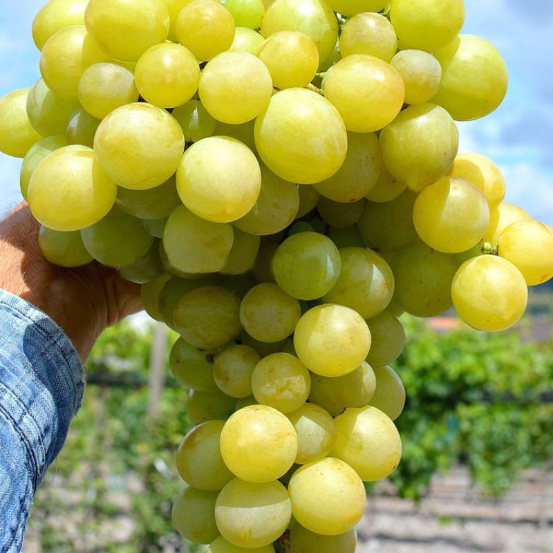 LIJA