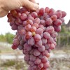 MELITOPOĽSKIJ KRASNYJ kontajnerovaný vinič
