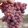 MELITOPOĽSKIJ KRASNYJ kontajnerovaný vinič