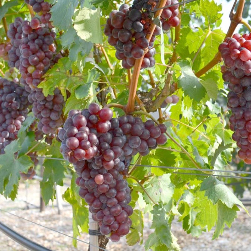 Nadezhda Ukrainy Table Grape Vine