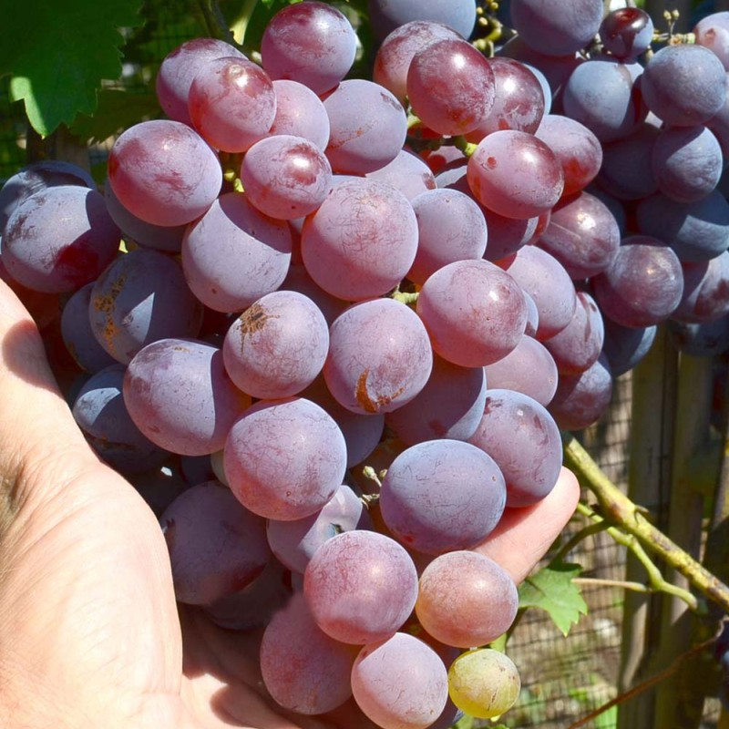 PAMYATI KHIRURGA Table Grape Vine