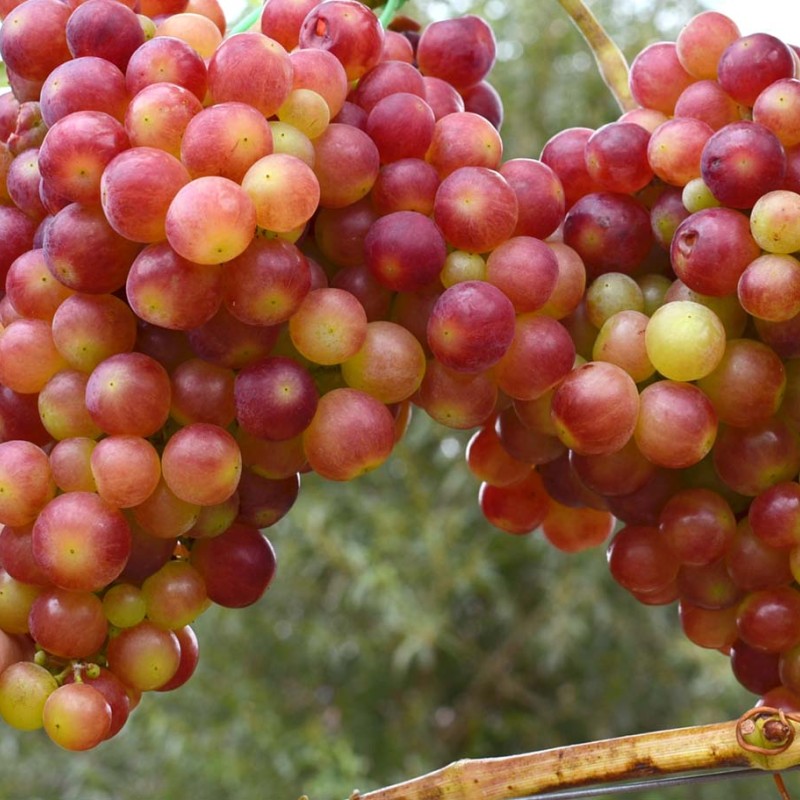 Parkentsky Rozovy Table Grape Vine