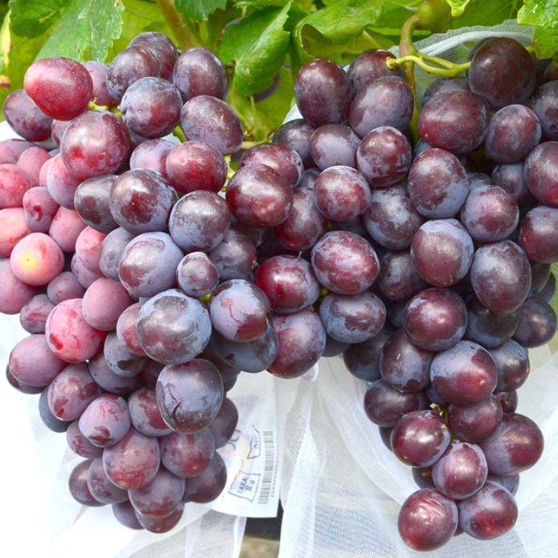PODAROK NESVETAJA prostokorenný štepený vinič