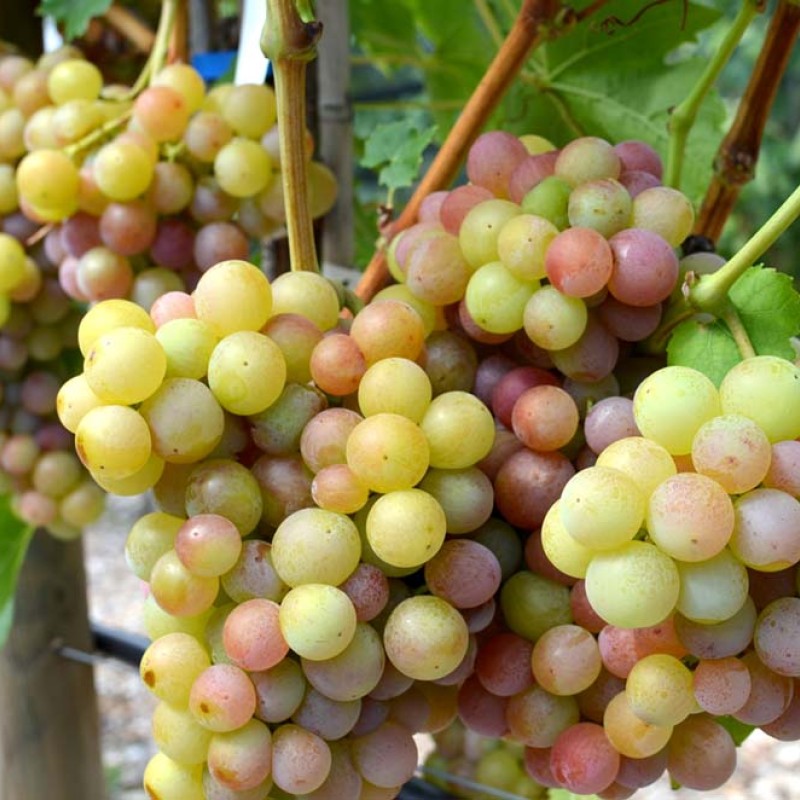 RUMBA container grown grape vine