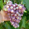 Timur Rozovy Table Grape Vine