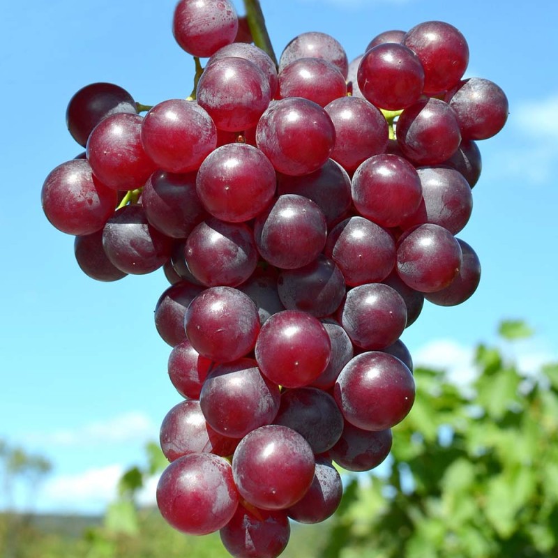 VINERED kontajnerovaný vinič