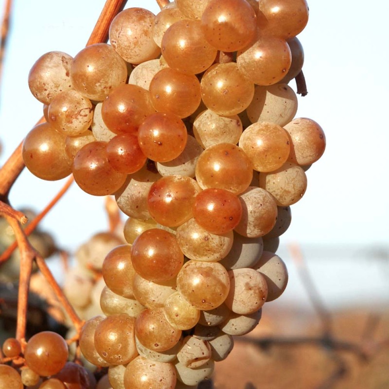 CITRONNYJ MAGARAČA