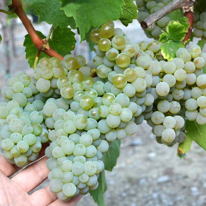 Frontenac Blanc