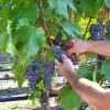 FRONTENAC GRIS