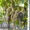 FRONTENAC GRIS