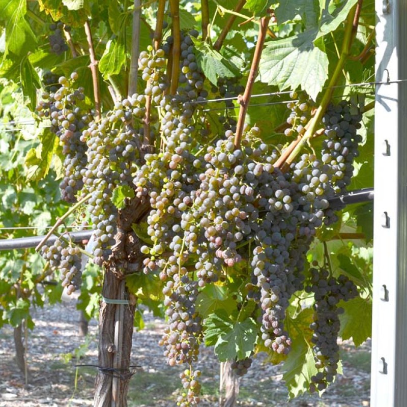 FRONTENAC GRIS
