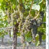 FRONTENAC GRIS
