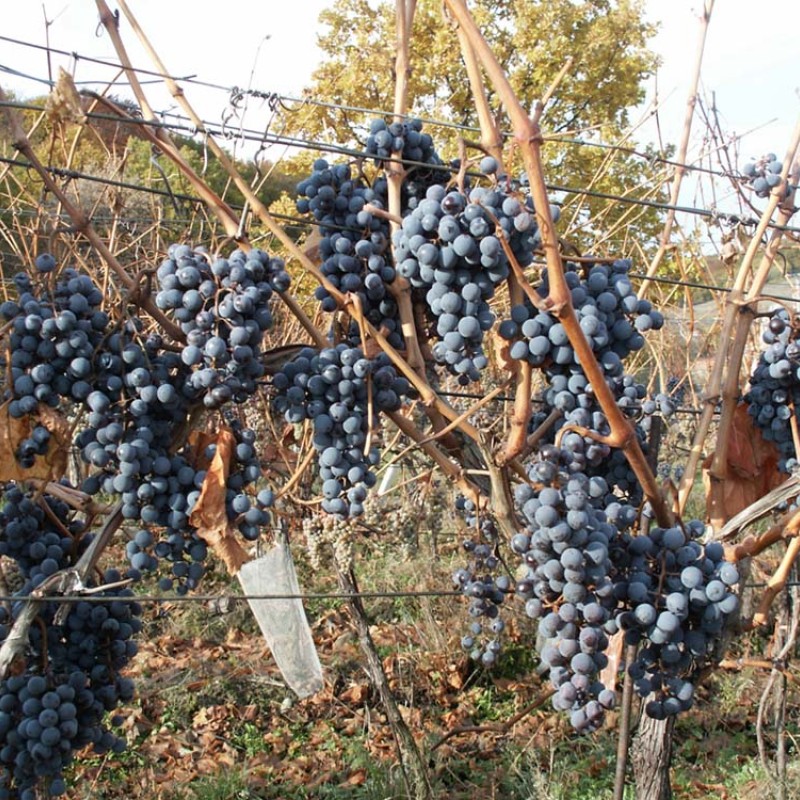 GOLUBOK kontajnerovaný vinič