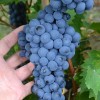 LIVADIJSKYJ ČERNYJ kontajnerovaný vinič