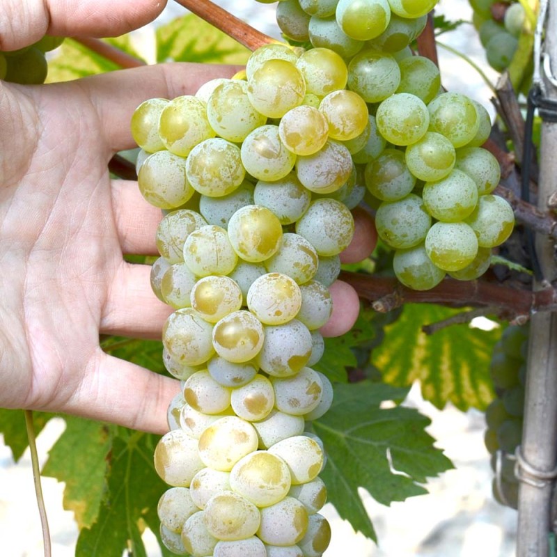 Seyval Blanc