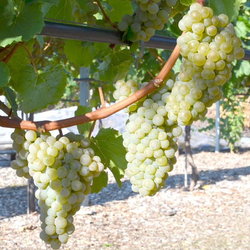 SV 20.366 Grape Vine